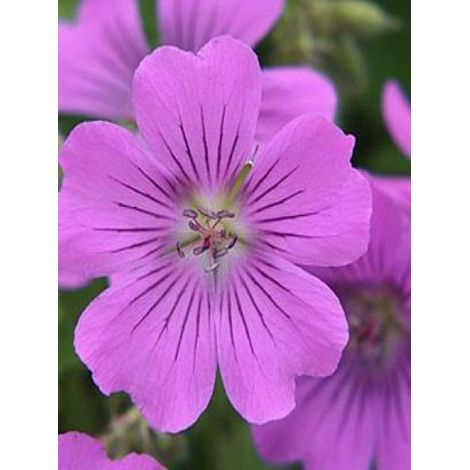 Géranium vivace 'Sirak' Pot de 2L/3L