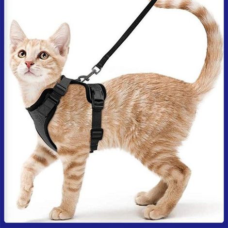 Katzengeschirr, kleine Hundeleine, verstellbares Kätzchengeschirr, schwarz, XS, reflektierendes Katzengeschirr-Halsband, atmungsaktive Weste für Kaninchen, Europäisch Kurzhaar, Maine Coon, Perser, mit