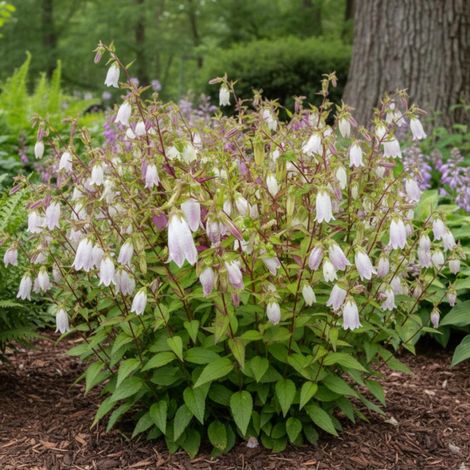 Campanule de Corée Blanche, Campanule takesimana/Lot de 5 godets