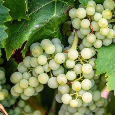 Pépinières Naudet – Vigne vierge 'Sauvignon Blanc' – Raisins blancs sucrés – Excellente rusticité jusqu'à -15°C – Période de plantation toute l'année (1/3)