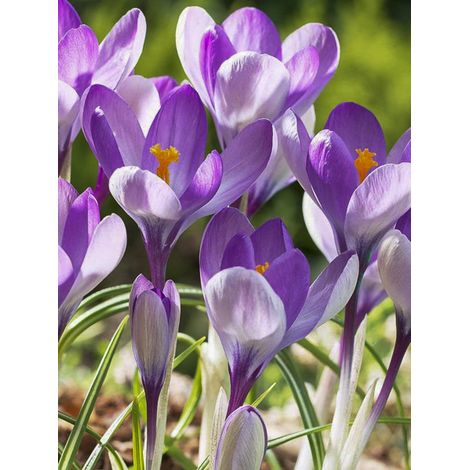 Crocus mamouth 'Yalta' Bulbe calibre 5+ (par 25) (1/2)