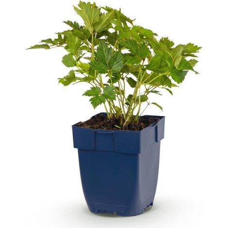 Astilbe de Chine Pumila Plante Vivace d'Ombre Fleurs Violettes Pot 11 cm 15-25 cm - PANGIVO (1/5)