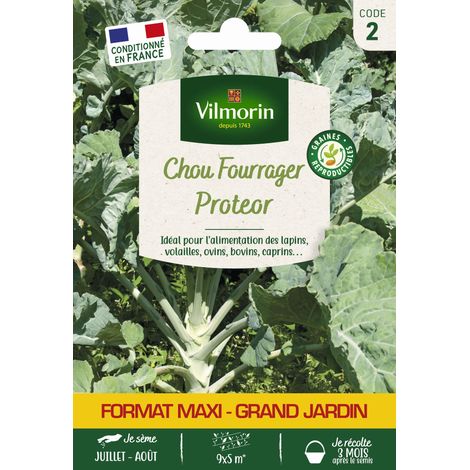 Chou Fourrager Protéor (Obtention I.N.R.A.) - Grand Modèle Vilmorin