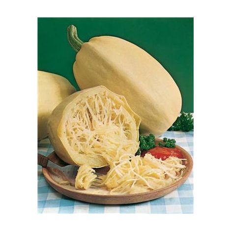 COURGE CUCURBITA FICIFOLIA - 5 G