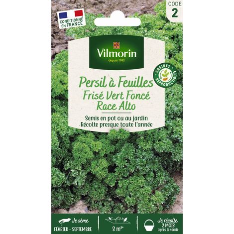 Persil Frisé Vert Foncé race Alto Vilmorin (1/2)