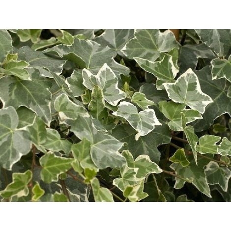 EDERA VARIEGATA VASO 8.5CM