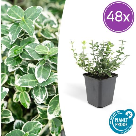 Lot de 48 Fusains de Fortune Emerald Gaiety Euonymus Panaché Argenté 10-25 cm Pot Ø 9 cm - PANGIVO (1/5)