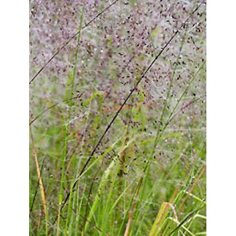 Eragrostis trichodes Pot de 1L/1,5L