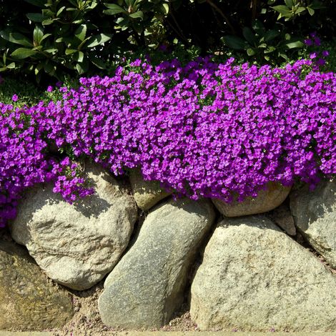 Bloomique - Lot de 3 - Aubrieta Hamburger Stadtpark - Coussin bleu - Plantes de jardin - Résistantes à l'hiver - Hauteur 10-20 cm - Pot 9x9 cm (1/5)