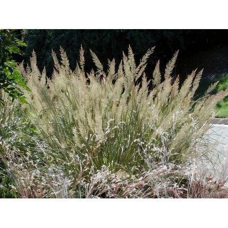 Gardenaria Calamagrostis brachytricha - Graminacea ornamentale da esterno - Altezza: 50 cm (vaso 17) (1/2)
