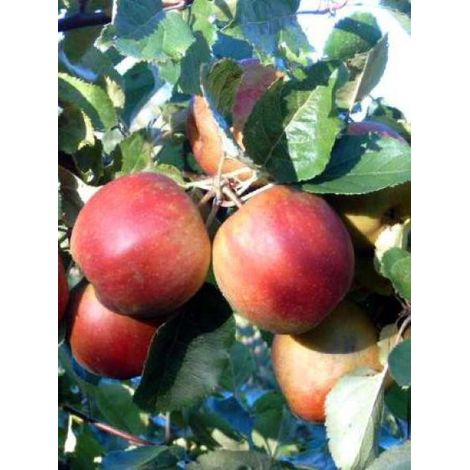 Pommier 'Belle de Boskoop' Pot de 7,5L/10L, Demi-Tige