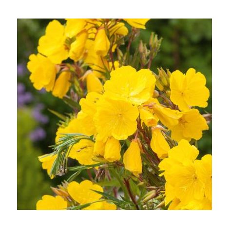 OENOTHERA FRUTICOSA - 3 GODETS - plantes