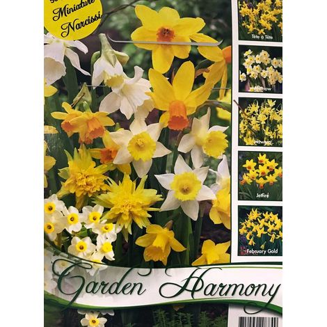 COLLEZIONE DI 50 BULBI AUTUNNALI NARCISI BOTANICI IN MIX BULBS