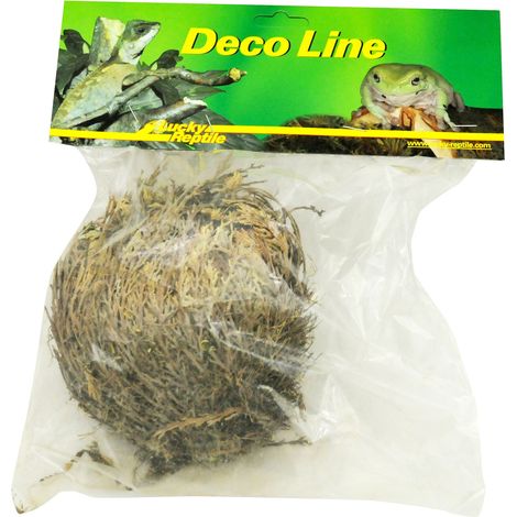 Lucky Reptile DL-RJ Rose of Jericho Pianta Viva