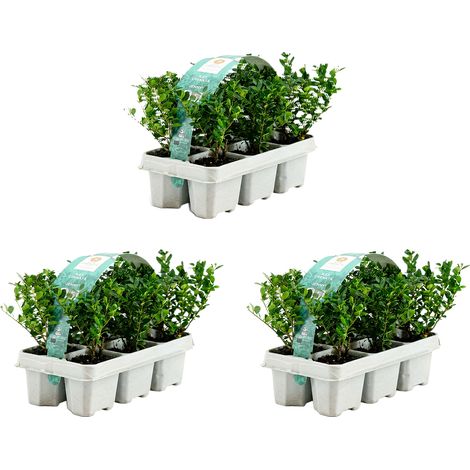 Bloomique - Lot de 3 - Ilex crenata Jenny - Houx japonais - Feuillage Persistant - Rustique - Compact - Hauteur 10-20 cm - Motte 6 cm