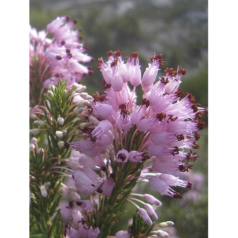 Bruyère de l'ouest Pot de 3L/4L (1/3)
