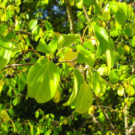 Nerprun purgatif (Rhamnus cathartica)