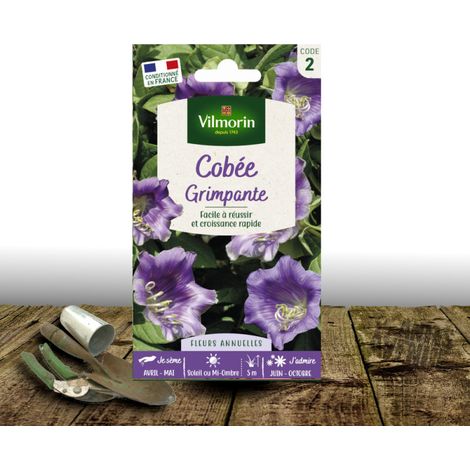 Graines de Cobée grimpante bleue - Vilmorin/Sachet