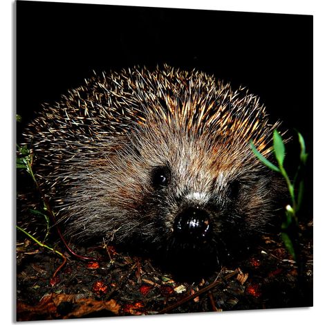 Panneau de verre pour cuisine 60x65 Hedgehog (1/5)