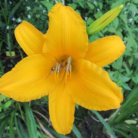 4 x Lis d'un jour, Hémérocalle - Hemerocallis 'Aten' - godet (1/4)