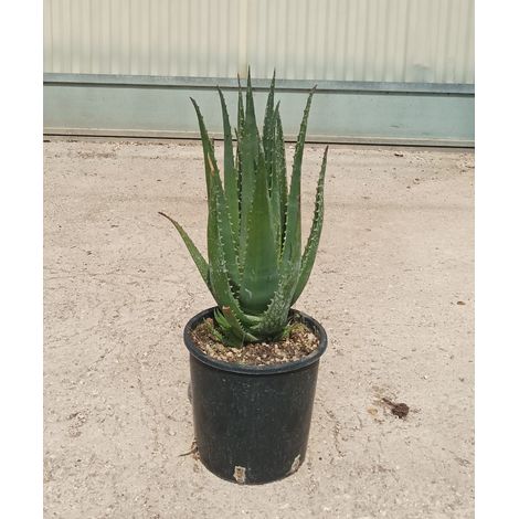 Aloe Safari Sunrise Pot 18 cm Succulente en Rosette Cespiteuse (1/5)