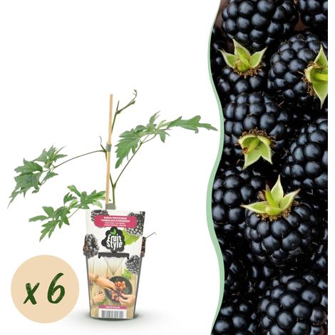 Mûrier sans Épines Rubus Thornless Evergreen - Lot de 6 Plantes Fruitières - Pot 9 cm - PANGIVO (1/5)