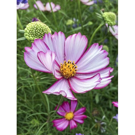 Cosmos 'Sensation Picotee' le sachet de 200 graines (1,5g)