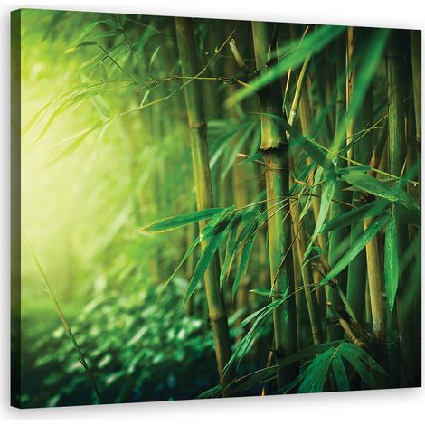 Quadro su tela, Bamboo nella giungla - 30x30 (1/4)