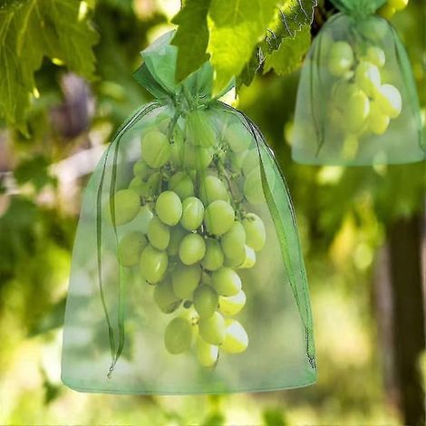 BelleRise - 100 sachets en organza pour pamplemousse avec cordon de serrage, sachets de protection, 30 x 20 cm (1/5)