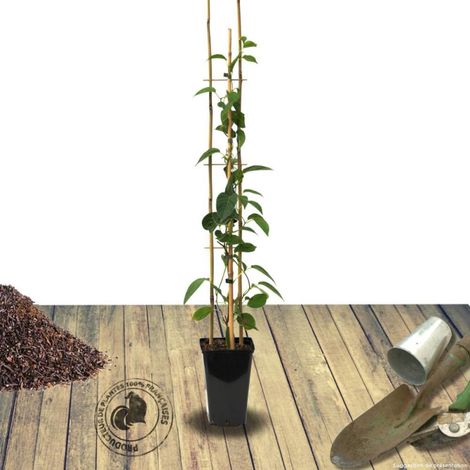 Kiwi de Sibérie arguta Weiki (Mâle)/Pot de 1,5L (1/2)