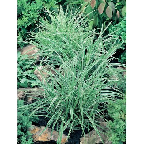 Gardenaria Carex morrowii 'Ice Dance' - Graminacea ornamentale da esterno - Altezza: 40 cm (vaso 17)