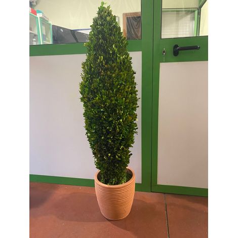 Pianta di bosso stabilizzata buxus boxus h115 (no acqua no manutenzione)