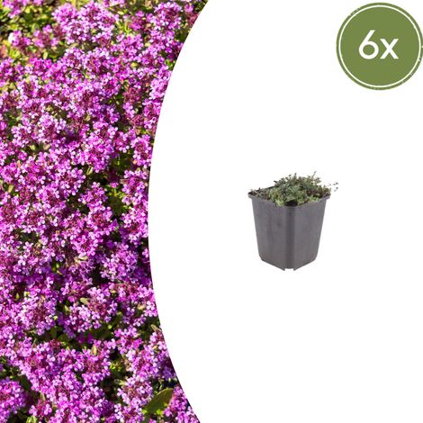 Lot de 6 Thym Serpolet Coccineus Couvre-sol Persistant Fleurs Rose Foncé 10-25 cm Ø 9 cm - PANGIVO (1/5)