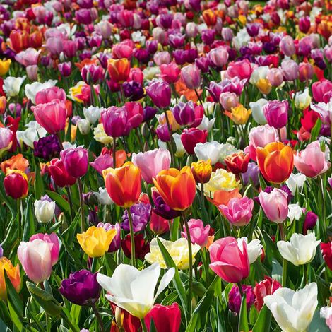 Bloomique - Mélange de Tulipes 20 - 60 jours - Bulbes de Tulipes - Mélange de Couleurs - Bulbes à Fleurs - Floraison Printemps - Plantes Vivaces - Pousse jusqu'à 25-60 cm (1/5)