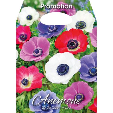Anemone De Caen Mixed (CONFEZIONE DA 25 BULBI)