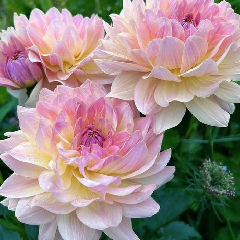 Graines de Dahlias Bright Diamond - 111 Graines pour Jardin Extérieur et Plantes Ornementales (1/5)