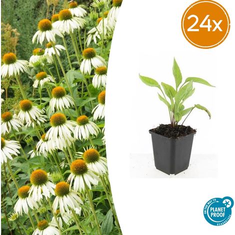 Lot de 24 Echinacea purpurea 'White Swan' - Rudbeckie Blanche Vivace - H10-25cm - Ø 9cm - PANGIVO (1/5)