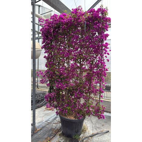 BOUGAINVILLEA SANDERIANA SPALL.60 Lt.90 (L.120 - H.190) (1/4)