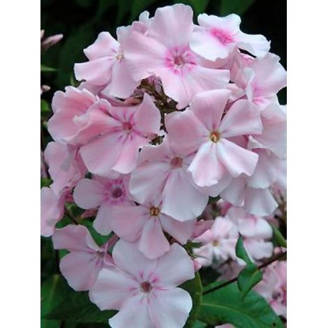 Phlox paniculé 'Rosa Pastel' Godet de 8/9 cm