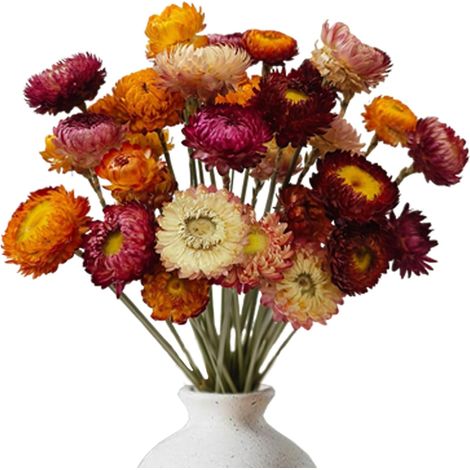 Fleur Sechees Decoration 20 Pièces Bouquet Fleurs Séchées (1/5)