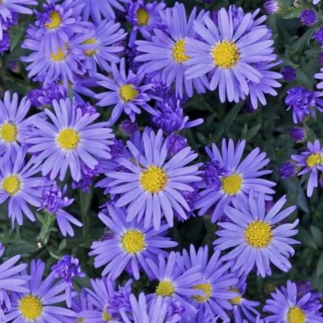 Aster d'automne Prof. Anton Kippenberg, Aster dumosus/Godet - 5/20 cm (1/2)