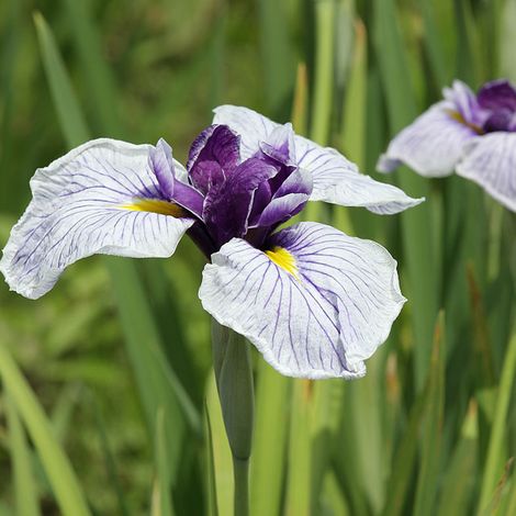 4 x Iris Japonais - Iris ensata  - godet 9x9 cm