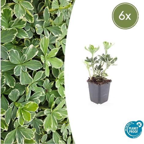 Lot de 6 Pachysandra terminalis 'Variegata' Couvre-sol Persistant Panaché 10-25 cm Ø 9 cm - PANGIVO (1/5)