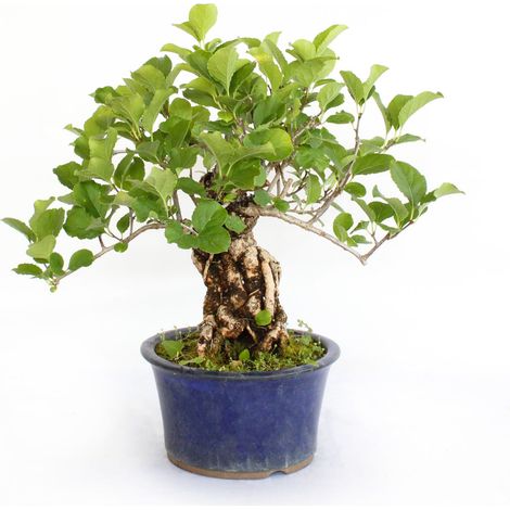 Bonsai Celastrus Orbiculatus - Bonsai di Celastro - H 30-40 cm Vaso Ø 16 cm (1/3)