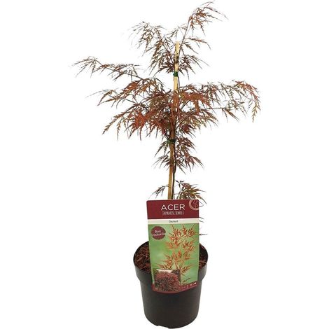 Acer Palmatum Garnet Érable du Japon Plante d’Extérieur Feuillage Décoratif Pot 19 cm Hauteur 40 cm - PANGIVO (1/5)
