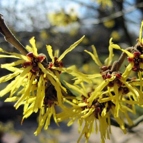 Hamamélis Pallida, Noisetier de Sorcière/Pot de 4L - 40/60 cm (1/2)