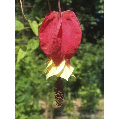 Lanterne chinoise, Abutilon du grand fleuve Pot de 3L/4L