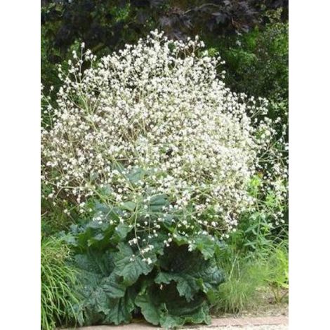 Chou nuage blanc Godet de 8/9 cm (1/5)