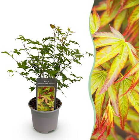 Érable du Japon Acer palmatum Little Princess Arbuste de Jardin Vert Pot 12cm Hauteur 35cm - PANGIVO (1/5)