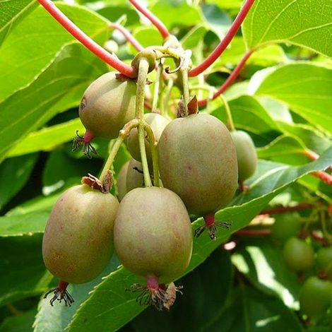 Pianta di Kiwi Actinidia Arguta Weiki senza pelo